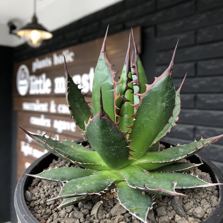 agave  horrida《大きめM size》※発根後店主国内管理2年株※締まり良きbest sizeなホリダ※mad black bowl pot植え