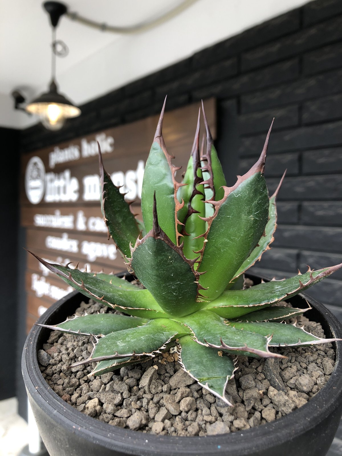 アガベ ホリダ ① 直径約14センチ 根張り良好✨