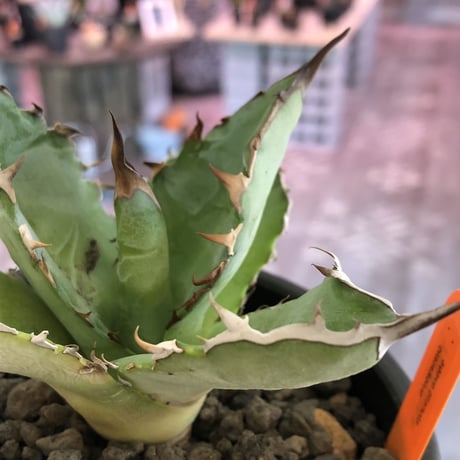 agave    titanota    black&blue  《B.B》S size