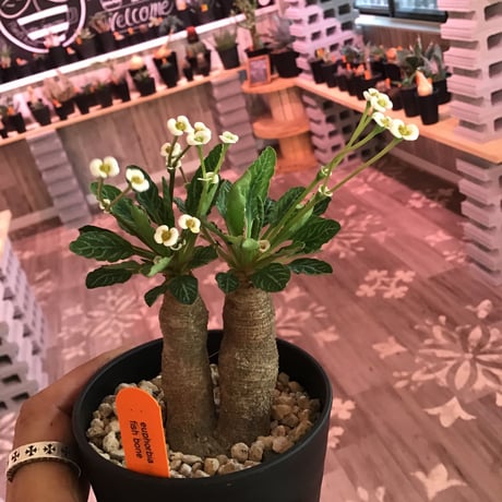 euphorbia    fish bone《S  size》おススメ株