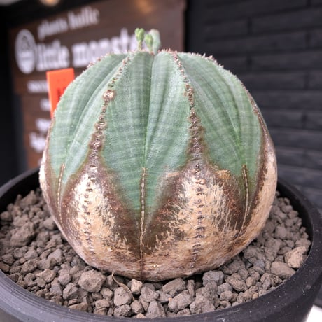 euphorbia  obesa《L size》木質化株※現地球発根後店主国内管理4年株※下部から味深く木質化した激球体bigオベサ※mad black bowl pot植え