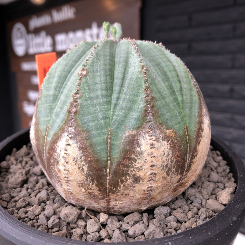 euphorbia obesa《L size》木質化株※現地球発根後店主国内管理4