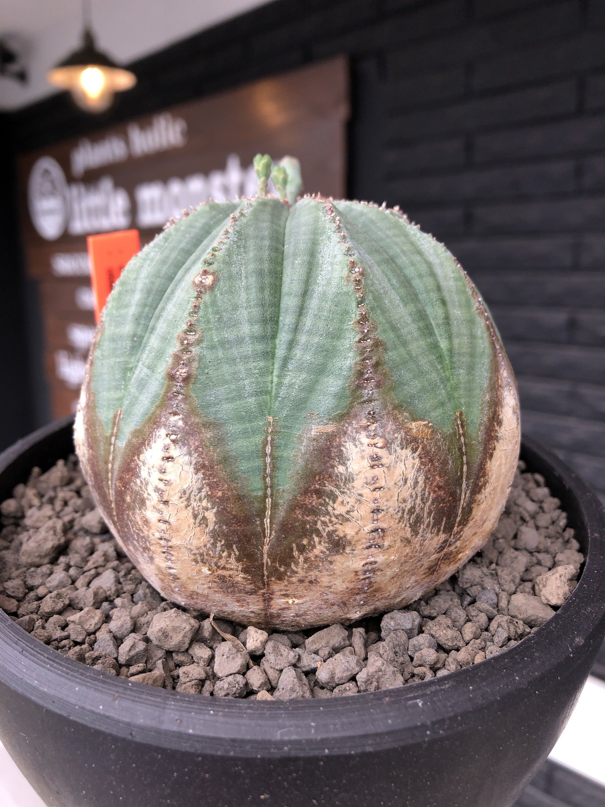 euphorbia obesa《L size》木質化株※現地球発根後店主国内管理4年株