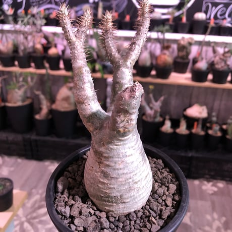 packypodium  gracilius《大きめS size》※現地球発根済※大変良き枝振りの上、ぼってり株元に白肌美株な良きグラキリス※mad black pot植え