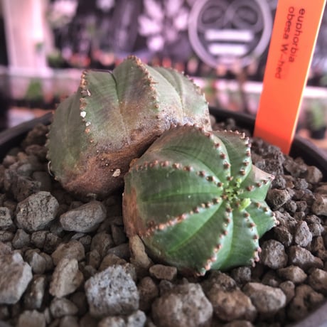 euphorbia  obesa《小さめM  size》W-he'd株※現地球発根済株※一部木質化した双頭オベサ※mad black bowl pot植え
