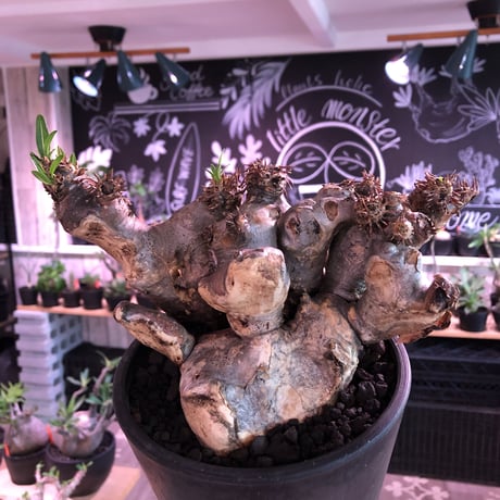 packypodium  brevicalyx《L size》※現地球発根済株※荒い肌質にwildすぎる樹形‼︎美術的interior性高きオススメ株※mad black pot植え