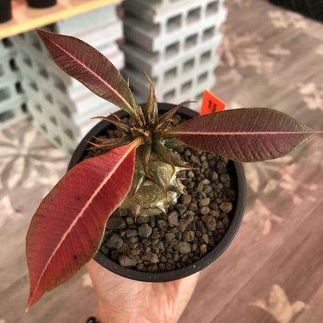 pachypodium  baronii《大きめM size》※激希少‼︎現地球発根済株※現地らしい荒いstuds棘に肌質‼︎weight低めな良樹形株※mad black pot植え