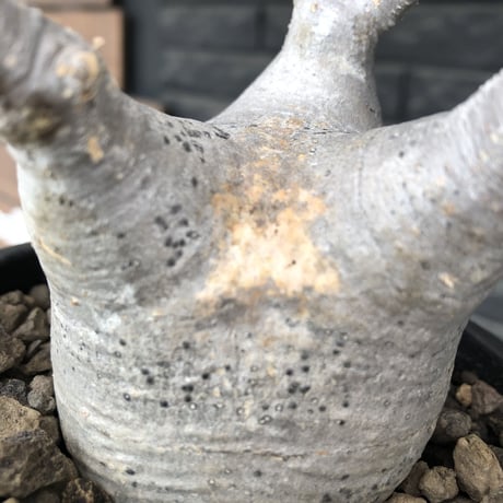 pachypodium  gracilius《M size》極美肌&短枝ぼってり樹形※現地球発根後店主国内管理3年株※美肌でとびきりぼってりな良樹形グラキ※mad black pot植え
