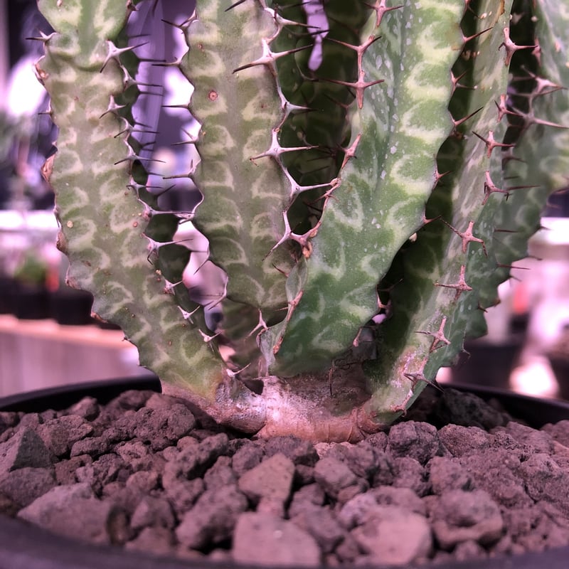 euphorbia enormis《M size》※大変カッコいい棘モノ塊根ユーフォルビア