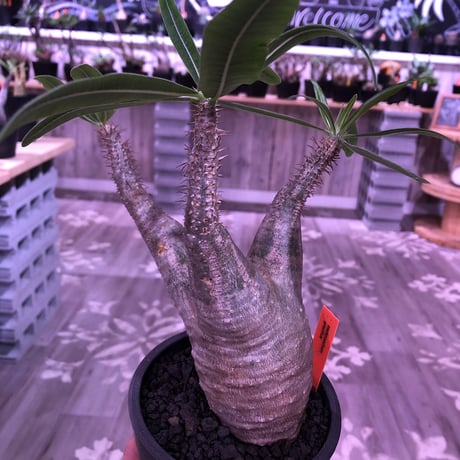 pachypodium  gracilius《M size》※現地球株  発根済み株‼︎  （限定1株）バランスの取れた手乗りサイズ　※mad black pot植え