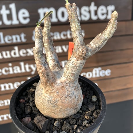 pachypodium gracilius《大きめS size》現地焼け肌※現地球発根済株※店主国内管理2年株※荒肌質＆身体に見合わない太枝が強靭さ威勢良さ感じる一株※mad black pot植え
