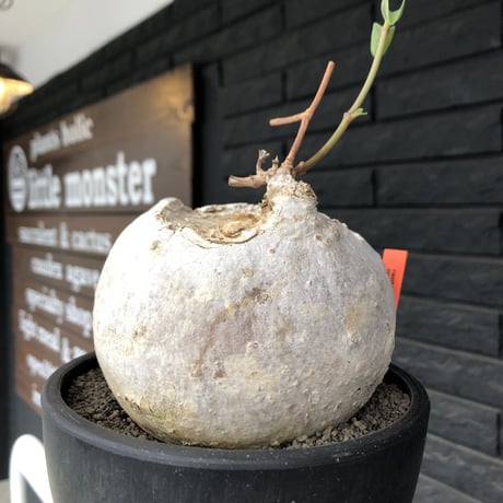 raphionacme procumbens《L size》激希少種‼︎極白球大株※現地球発根後店主国内管理5年株※希少性激高‼︎まん丸球体&極白肌&エグれが堪らない※black bowl pot植え