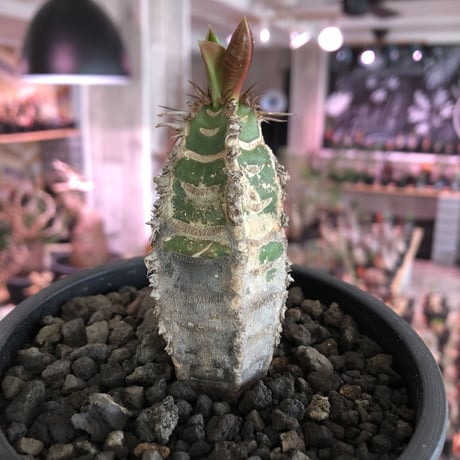 euphorbia   neohumbertii《小さめM size》※大変装いと肌質が良き管理長きフンベルティー（噴炎竜）葉もイキイキ展開中‼︎※mad black pot植え