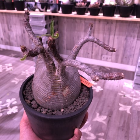 packypodium  gracilius《Ｌsize》※店主管理4年株‼︎※現地球発根済み株‼︎※タレ耳枝が可愛すぎるでっぷりbalance良きグラキ‼︎※mad black pot植え