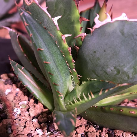 希少株  agave   titanota錦 《子株付き》