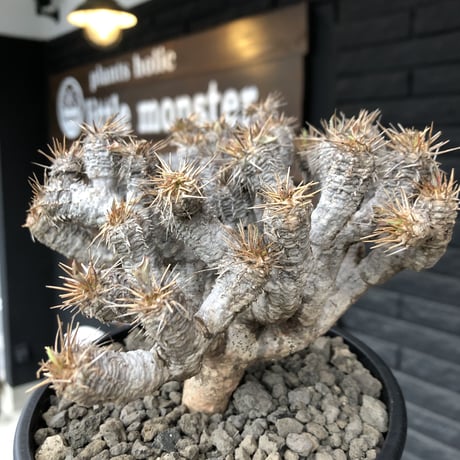 euphorbia  guillauminiana《M size》※現地球発根済株※店主国内管理4年株※溶岩質の土壌育ちの現地球株らしいwild表皮＆良枝振りが堪らない※mad black pot植え