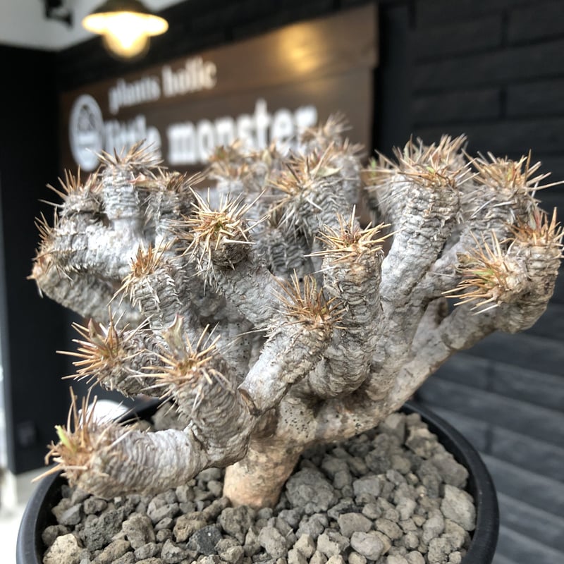 euphorbia guillauminiana《M size》※現地球発根済株※店主国内管