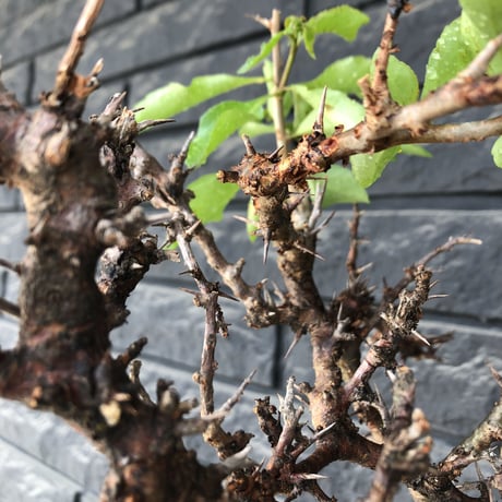 commiphora eminii《大きめLL size》※現地球発根後店主国内管理4年株※幹枝共太く‼︎大きくwildな全貌‼︎棘感&枝振り堪らない佇まい※mad black bowl pot植え