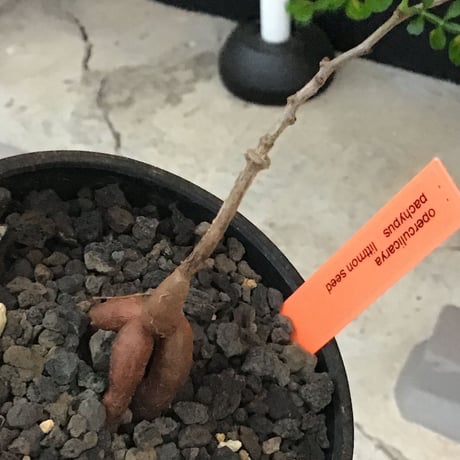 opercullicarya   packypus  littmon  seed🌱 《3年半株》幹も太く‼︎&枝振り樹形良きパキプス‼︎※mad black bowl pot植え※限定2株