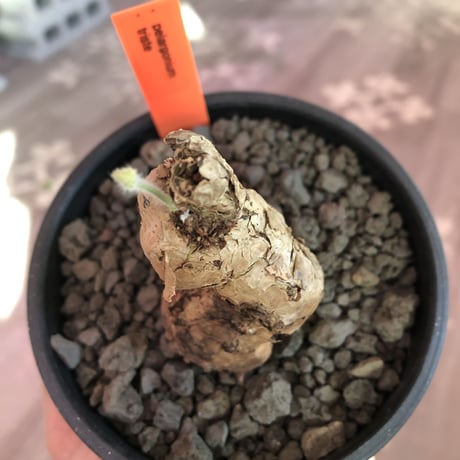 pelargonium  triste《M size》※個体差として大変明るいlight brown肌が可愛い美株‼︎※mad black bowl pot植え