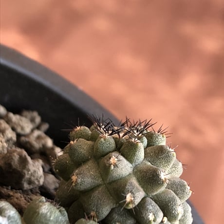 copiapoa   hypogaea《大きめM size》※現地球カキ仔自根株（子株付き）※店主国内管理2年株※良き肌質に優しい黒棘がwild且つ魅力的なヒポガエア※mad black pot植え