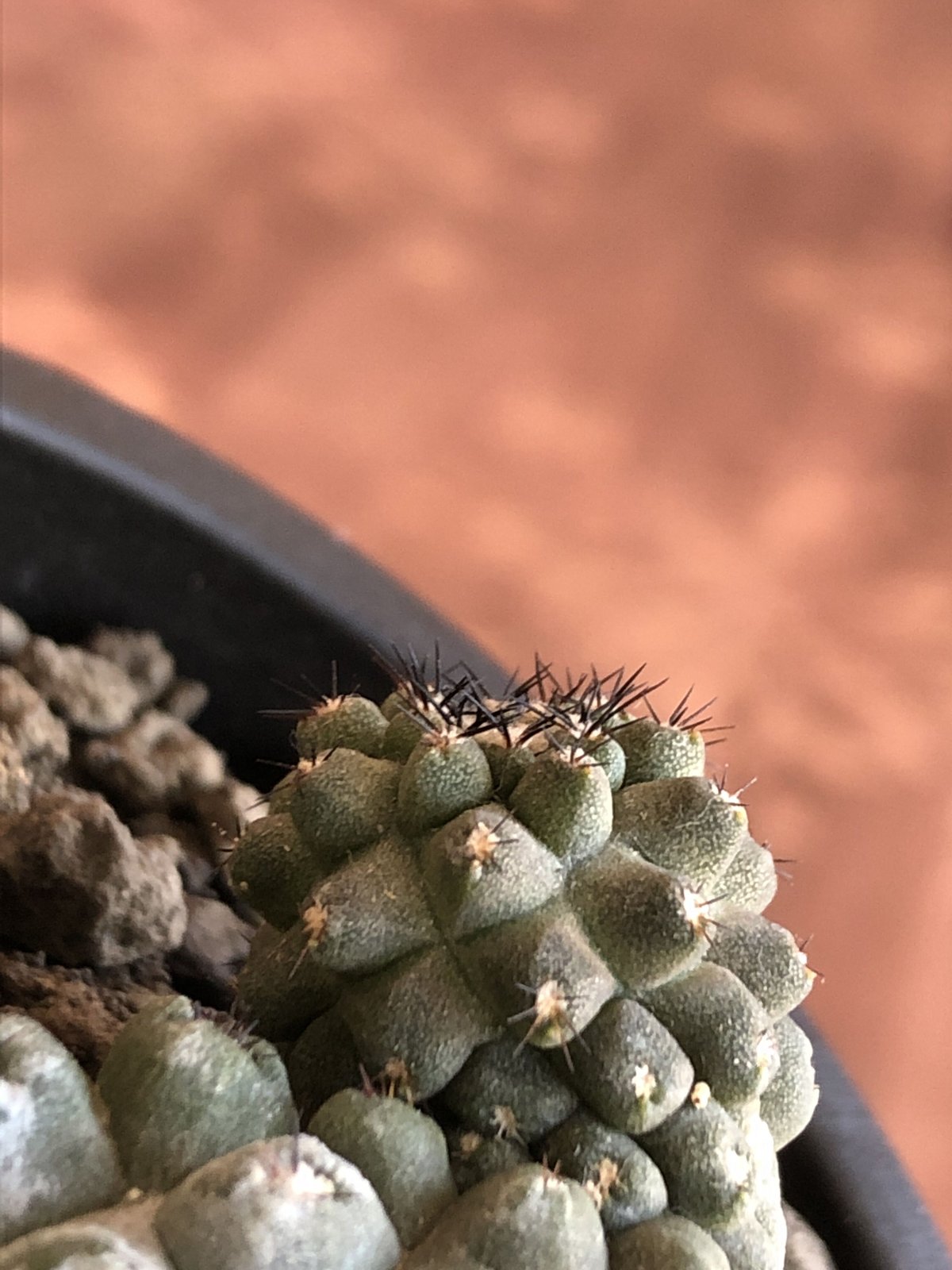 copiapoa hypogaea《大きめM size》※現地球カキ仔自根株(子株 copiapoa hypogaea《大きめM size》※現地球カキ仔自根株(子株