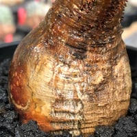 pachypodium gracilius《大きめS size》※現地球株発根済※激希少gre