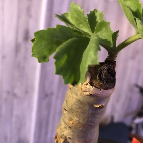 cyphostemma  betiforme《M  size》ボコボコが堪らない‼︎大変人気なベティフォルメ　※mad black pot植え