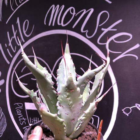 agave     colorata×palmeri（L）