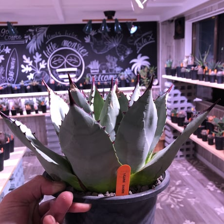 agave    parryi（L  size）インスタグラム掲載株‼︎