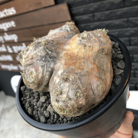 packypodium  brevicaule恵比寿笑い《大きめM size》※現地球発根済株※現地焼けの強いwild表皮を持つ笑い‼︎今後流通少なくなります※mad black pot植え