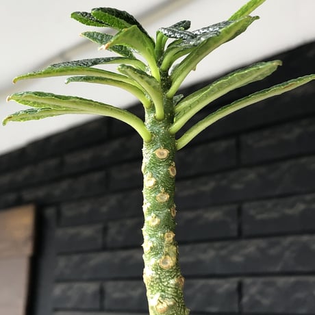 希少‼︎dorstenia gigas《小さめL  size》littmon  seed🌱8年株※ぼってり株元に良枝振りバランス良きリトモン渾身の一株※mad black pot植え
