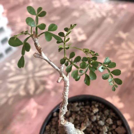 opercullicarya  packypus   littmon  seed🌱 《5年株》幹、パワータンク共にしっかり育ち、balanceも良きパキプス※mad black bowl pot植え