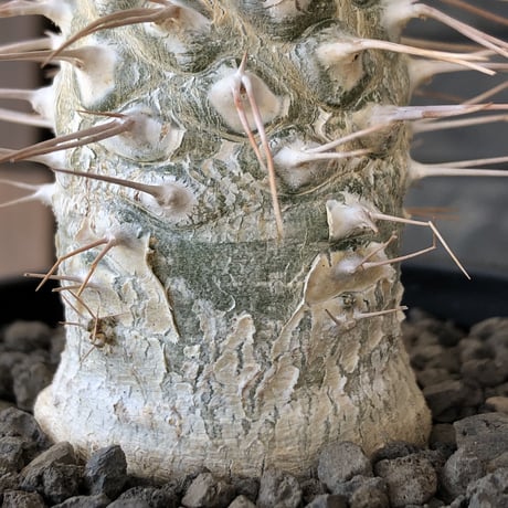 pachypodium  namaquanum 光堂《L size》littmon seed🌱※激希少‼︎ぼってり大きめ光堂‼︎時間かけ大切に育てた渾身の一株※mad  black pot植え