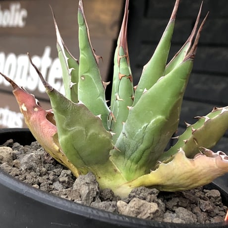 agave montana《M size》選抜株※現地球株発根済※纏まり締まり良きワイルド感満載で男前な出立ちが堪らない‼︎※mad black  pot植え