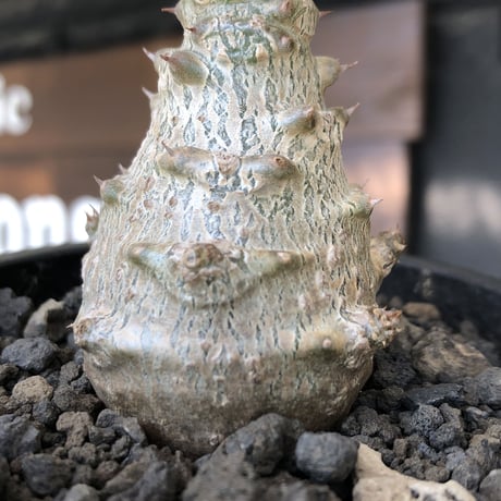 pachypodium windsorii《M size》※選抜littmon seed🌱※weight低き極ぼってり株元な良樹形※mad black pot植え