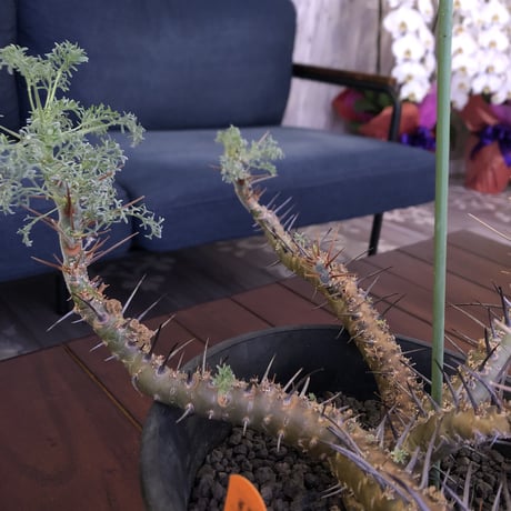 sarcocaulon  herrei《 L L size》