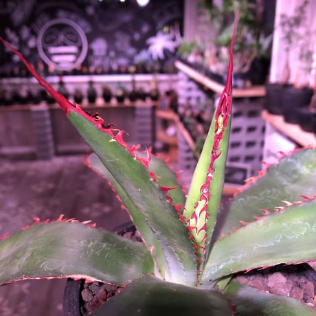 agave     bovicornuta《M size》赤色の長短のある刺が交互に生える希少性高い美株‼︎  ※mad black pot植え