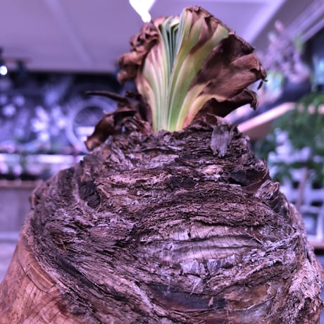 boophane   disticha  《 L size》※驚愕‼︎big過ぎる球体株‼︎※mad black bowl pot植え