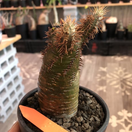 packypodium   makayense《大きめS size》※現地球発根済株※大変ハッキリとしたグリーン肌にマカイらしい赤棘株※mad black bowl pot植え