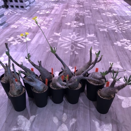packypodium  gracilius《小さめM size》※現地球株  発根済み株‼︎  丸め株（限定11株）