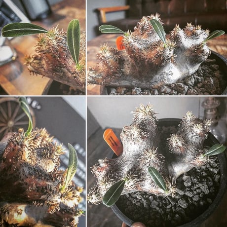 packypodium   brevicaliyx《M size》