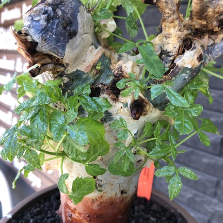 commiphora  holtziana《LL size》驚愕‼︎極太株第二弾‼︎※現地球発根後店主国内管理2年株※渋さ佇まいが堪らない※mad brown marble bowl pot植え