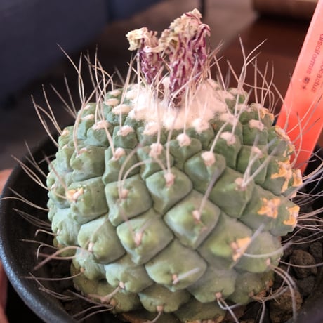 strombocactus  菊水《L size》bigで木質化した一部を持つ球体バランス良き菊水‼︎