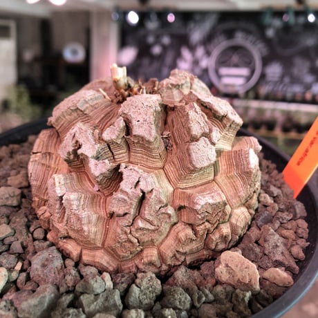 dioscorea elephantipes アフリカ亀甲竜《大きめM size》※今後輸入が厳しい南アフリカ物‼︎現地球株らしい切れ目立体樹形の大きなwild亀さん‼︎※浅鉢植え　※限定2株