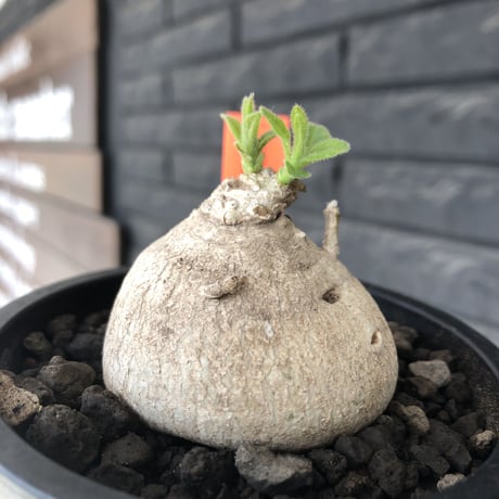 pentagonanthus grandiflorus ssp.glabrescens《M size 》※現地球発根後店主国内管理2年株※激希少種‼︎可愛すぎる装い※mad black pot植え