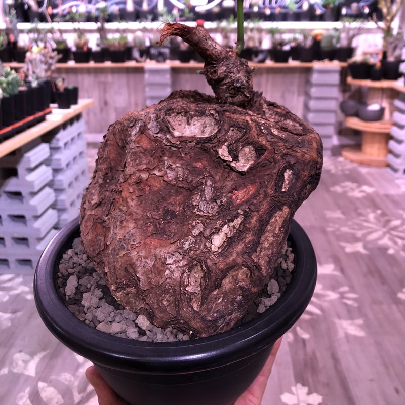 cyphostemma pachypus《L L size》激希少size‼︎ ※歴史