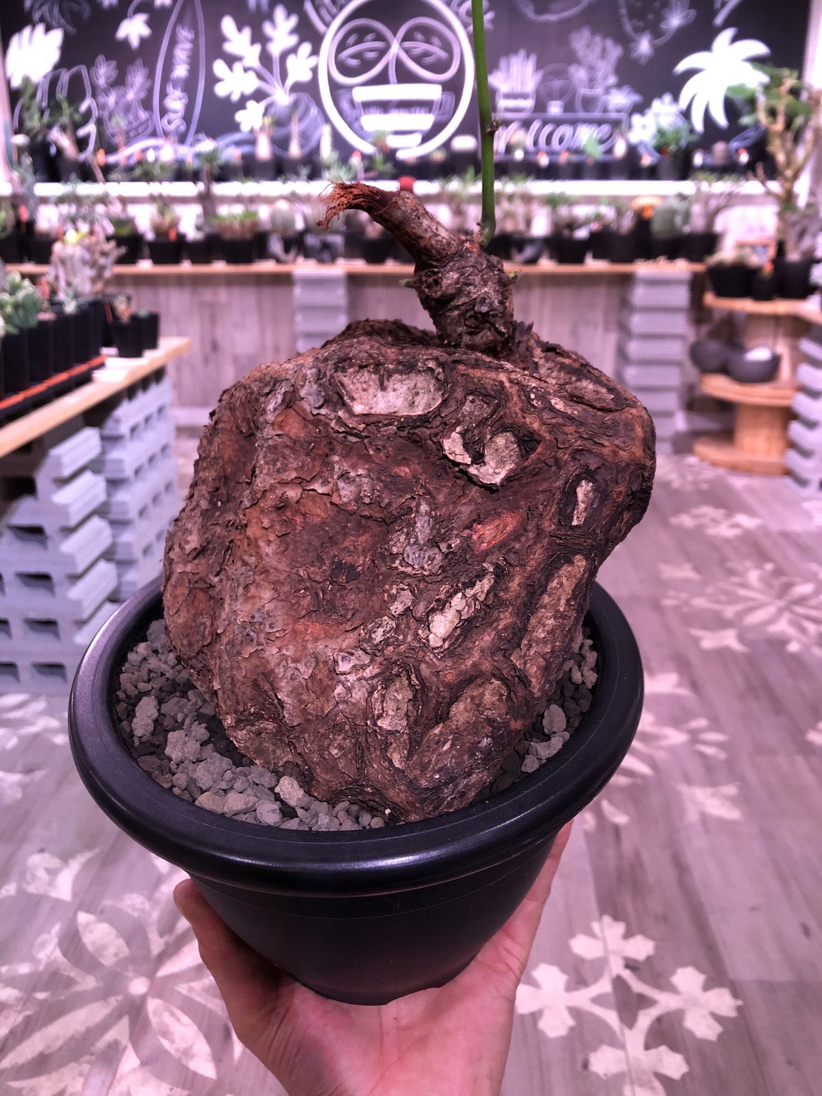 cyphostemma pachypus《L L size》激希少size‼︎ ※歴史
