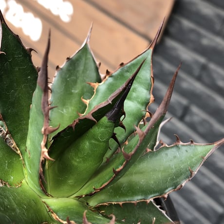agave  horrida《M size》※発根後店主国内管理1年株※締まり良き手乗りbest sizeなオススメ株※mad black pot植え