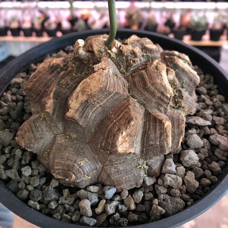 dioscorea  macrostachya メキシコ亀甲竜《L size》※現地球らしい切れ目強き立体樹形がwild且つサイズも大きな夏型メキシコ亀さん※浅鉢植え※夏型種